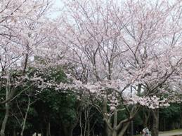 裾野運動公園の桜.jpg