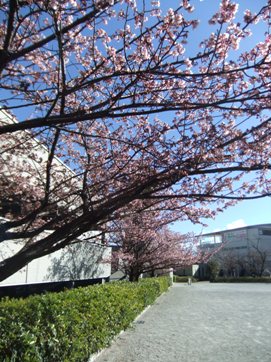 熱海桜.JPG