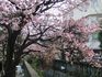 静岡熱海桜.jpg