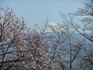桜と富士山.JPG