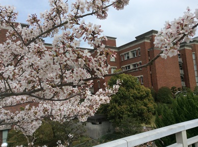 静岡県立大学の桜.JPG
