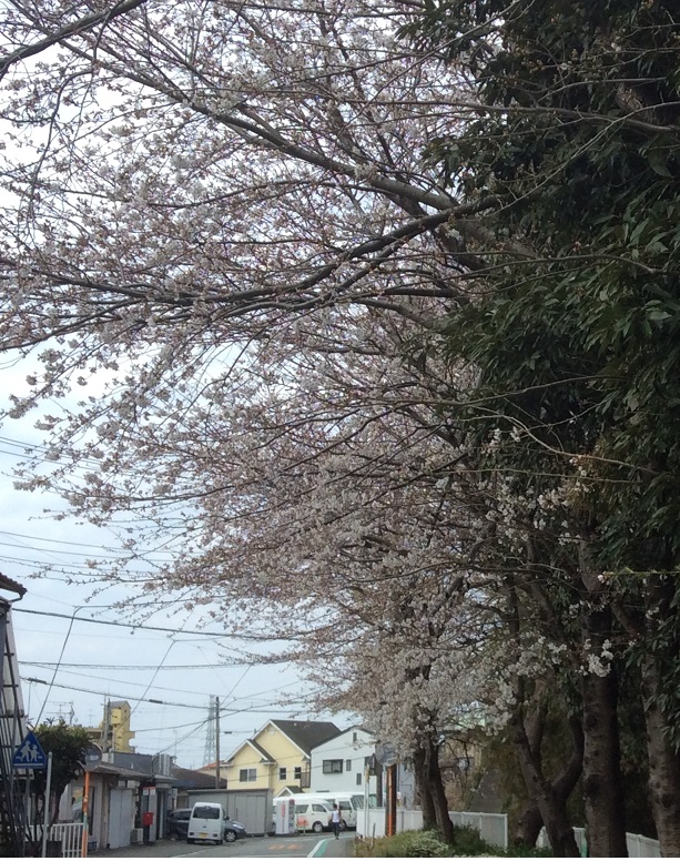 桜が咲き始めましたね