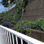 あさがおで癒されて