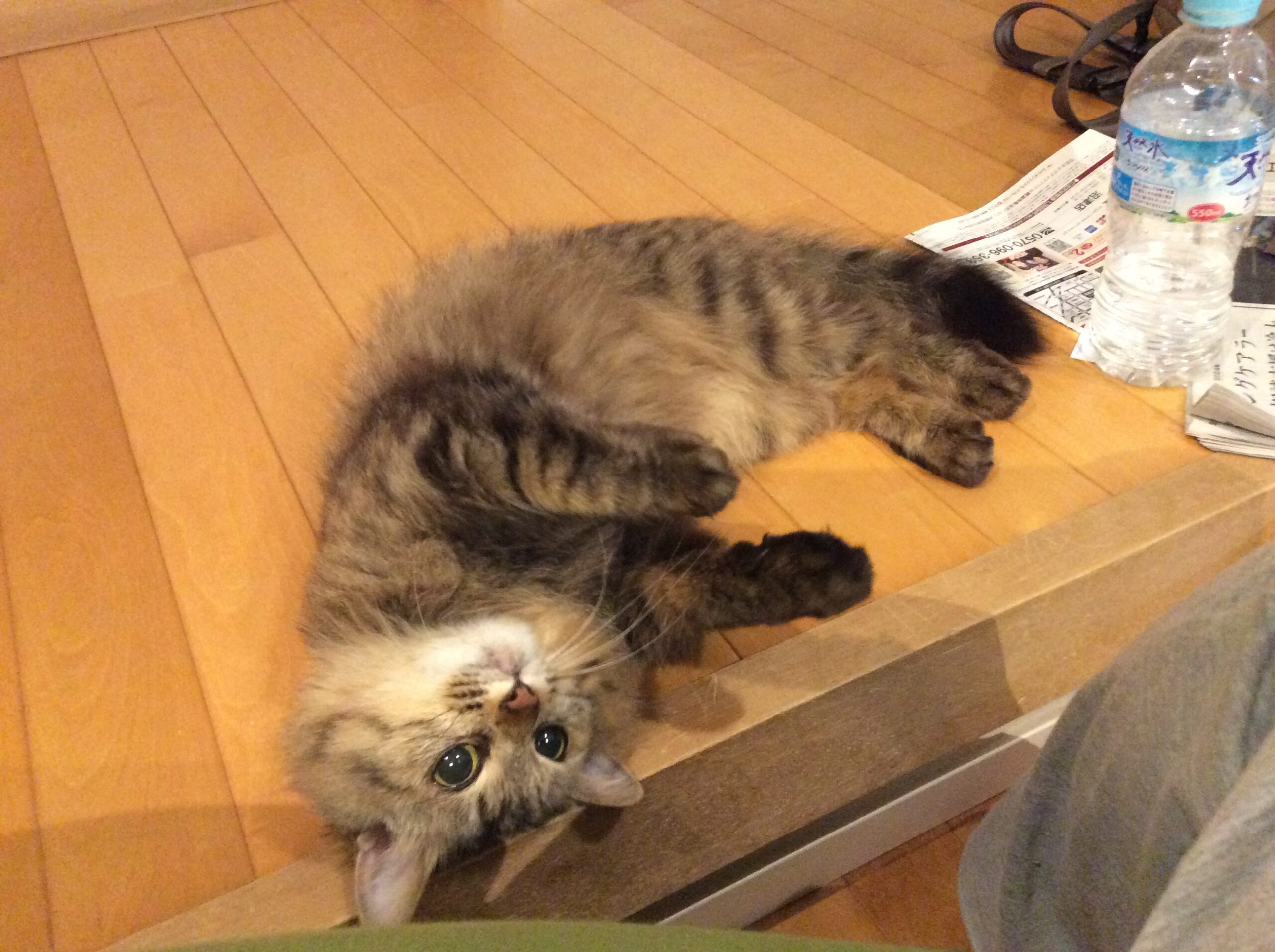 今日はネコの日！