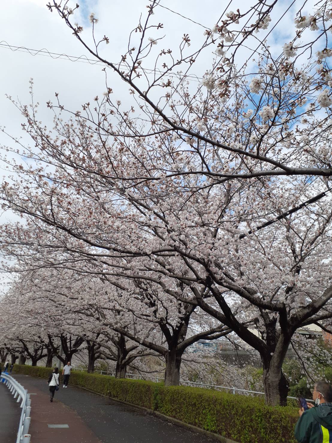 サクラサクマツリ2025行ってきました！