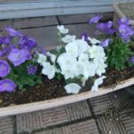 カンパニュラ植えました