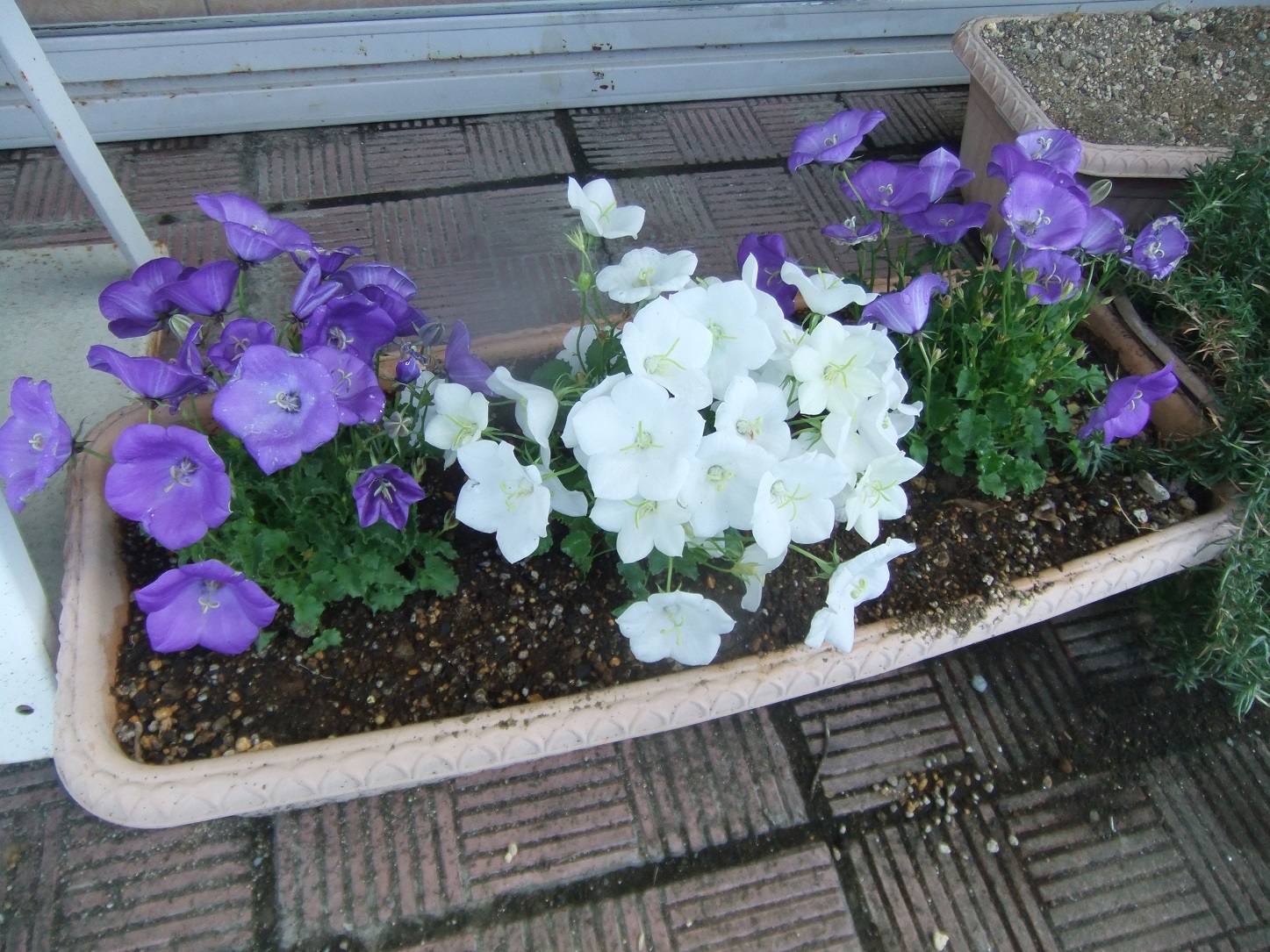 カンパニュラ植えました