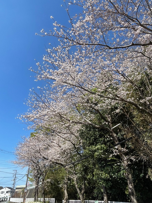 桜咲く！
